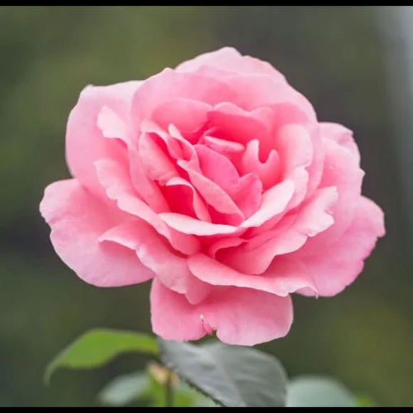 flower646